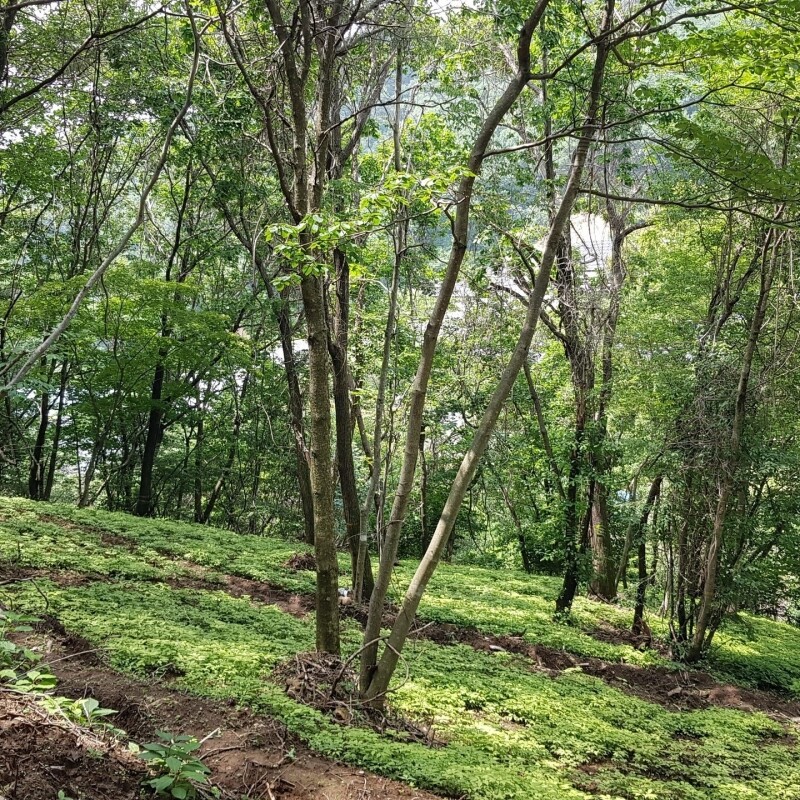 인제몰,강원도 인제 명품 산양산삼 1+1 특별 판매 5년근 산양삼 5뿌리 (총 10뿌리)