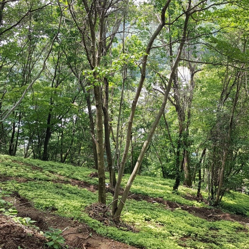 정자리 장터,강원도 인제 명품 산양산삼 1+1 특별 판매 5년근 산양삼 5뿌리 (총 10뿌리)