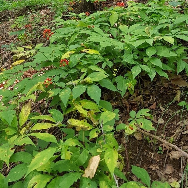 인제몰,강원도 인제 명품 산양산삼 1+1 특별 판매 5년근 산양삼 5뿌리 (총 10뿌리)